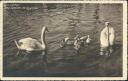 Foto-AK - Lac Leman - une famille de Cygnes - Schwanenfamilie