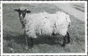 Ansichtskarte - Motiv - Tiere - Schaf