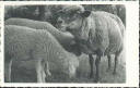 Ansichtskarte - Motiv - Tiere - Schafe