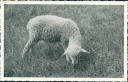Ansichtskarte - Motiv - Tiere - Schaf