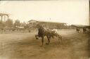 Traber - Trabrennen - Foto keine AK Grösse 10cm x 15cm