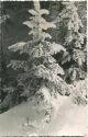 Verschneiter Bergwald - Foto-Ansichtskarte