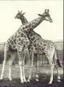 Tierpark Berlin - Griraffen Ursel und Tobias - Foto-AK