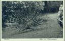 Berlin-Kreuzberg - Pfau im Victoriapark - Postkarte