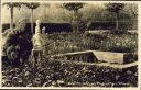 Berlin - Staudengarten im Volkspark - Foto-AK