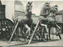 Berlin - drei der neuen Pferde der Quadriga auf dem Werkstatthof - Foto-AK