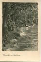 Uferpartie am Stechlinsee - Foto-AK 30er Jahre