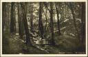 Postkarte - Chorin - Waldpartie