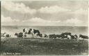 Müritz - Strand - Kühe - Foto-Ansichtskarte