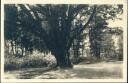 Stubbenkammer - Insel Rügen - Herthabuche - Foto-AK