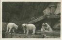 Hamburg - Stellingen - Carl Hagenbeck s Tierpark - Foto-AK