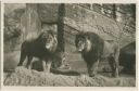 Hamburg - Stellingen - Carl Hagenbeck s Tierpark - Foto-AK