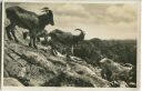 Postkarte - Mähnenschafe - Carl Hagenbeck's Tierpark