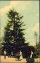 Postkarte - Gruss aus dem Rosengarten - Abies Nobilis