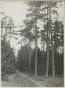 Wald bei Unterlüss - Foto 8cm x 11cm 1934