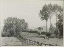 Lipper Land - Kühe - Foto 8cm x 11cm 1937