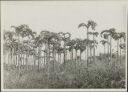 Lippsche Palmen - Foto 8cm x 11cm 1937