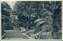 Postkarte - Essen - Gruga-Park - Palmenweg 30er Jahre
