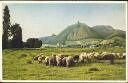 Postkarte - Drachenfels - Schafe