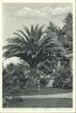 Insel Mainau - Phoenix-Palme im Schlossgarten - Ansichtskarte