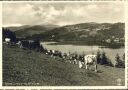 Fotokarte - Titisee - Kuhherde