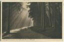 Postkarte - Bad Berka - Dambachsgrund