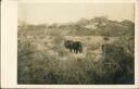 Uganda - Elefanten - Foto-AK
