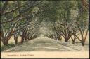 Postkarte - Poona - Ganeshkhind Avenue