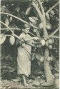 Postkarte - Ceylon - Sri Lanka - Plucking Cocua - Kakao Ernte