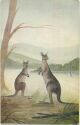 Kangaroos - Künstlerkarte signiert