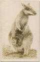 Australian Wallaby - Foto-AK