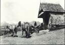 Postkarte - Hafling - Pferde - Gasthof Alpenrose