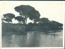 Ravenna - Pineta - Foto 8cm x 11cm ca. 1910