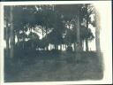 Ravenna - Pineta - Foto 8cm x 11cm ca. 1910