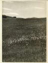 Seiser-Alm 1935 - Foto 8cm x 11cm