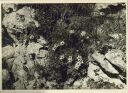 Dolomiten Fingerkraut - Foto 8cm x 11cm