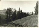 Bergwiesen an der Sella 1935 - Foto 8cm x 11cm