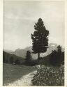 Am Valparola See 1935 - Foto 8cm x 11cm