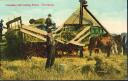 postcard - Canadian Harvesting - Threshing