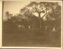 Weidendes Vieh im Busch am Geleise nach Brakwater-Karibib 1911