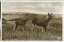 Sicherndes Elchtier mit Kalb - Foto-Ansichtskarte