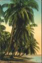 Postkarte - Panama - Coconut Plantation