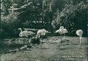 Basel - Zoologischer Garten - Flamingo - Foto-AK Grossformat