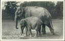 Basel - Zoologischer Garten - Elefant mit Jungem - Foto-AK