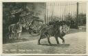 Basel - Zoologischer Garten - die Löwen - Künstlerkarte