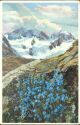 Ansichtskarte - Engadin - Berninagruppe - Zwergvergissmeinnicht