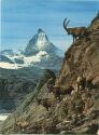 Postkarte - Zermatt - Matterhorn - Steinwild - AK Grossformat