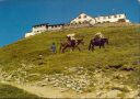 Ansichtskarte - Hotel Faulhorn - Maultiertransport