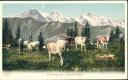 Ansichtskarte - Auf hoher Alp - Dans les alpes ca. 1900