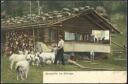 Postkarte - Sennhütte im Gebirge ca. 1900 - Ziegen - Geissen
